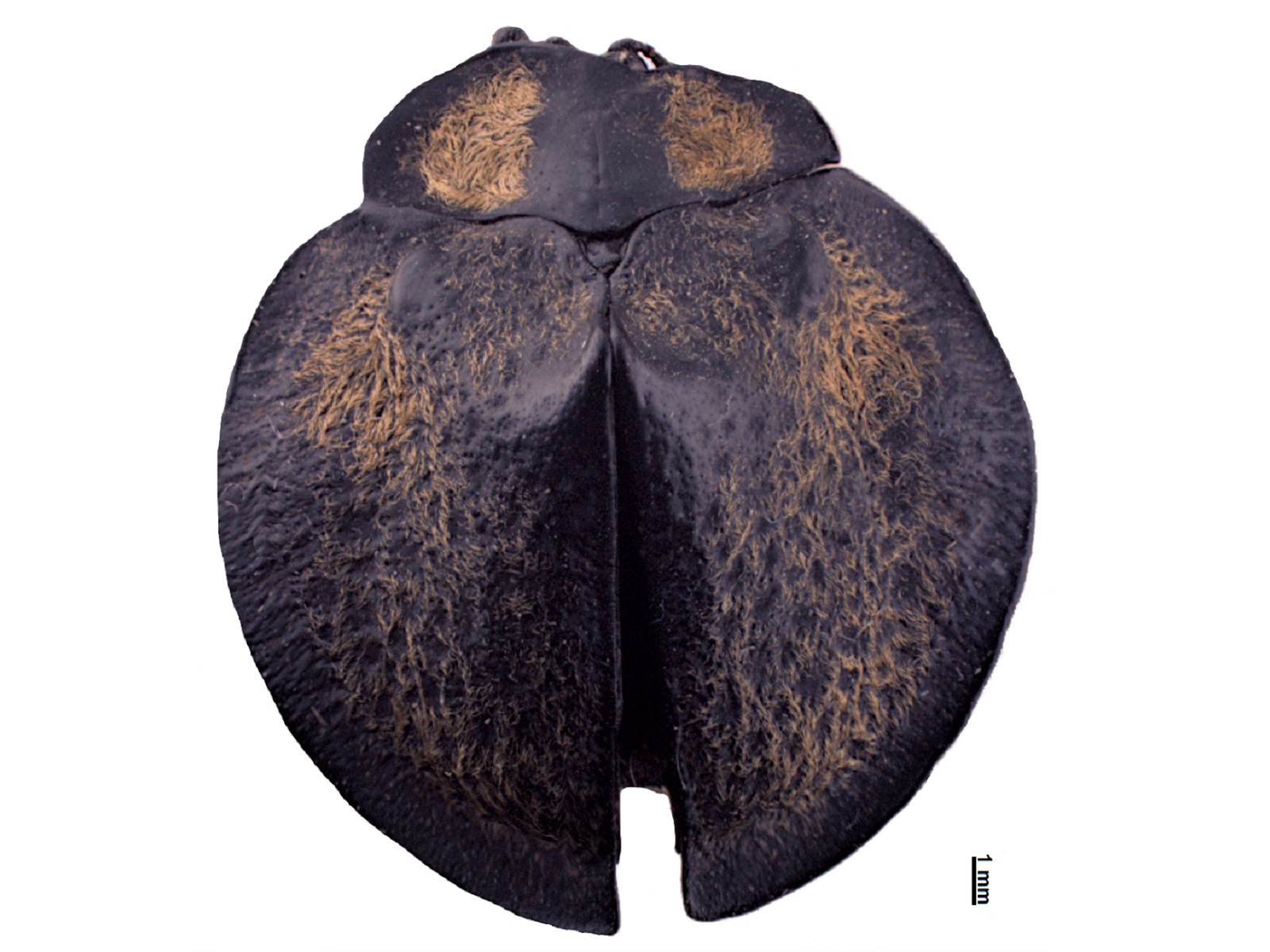 Mesomphalia gibbosa (Fabricius, 1781) 