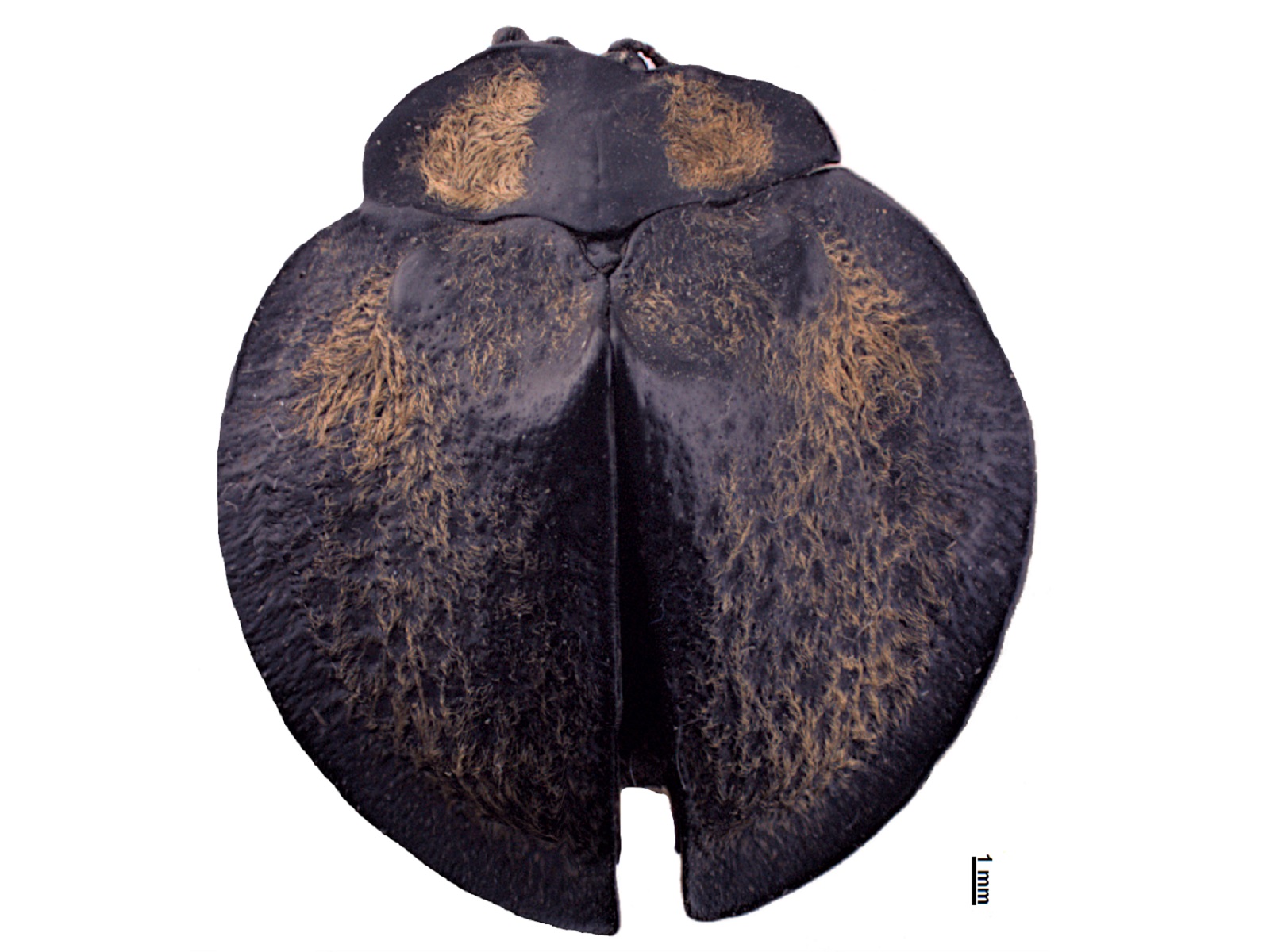 Mesomphalia gibbosa (Fabricius, 1781)