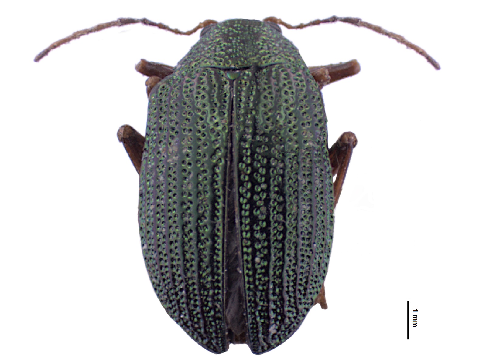 Colaspis callichloris Lefèvre, 1878 