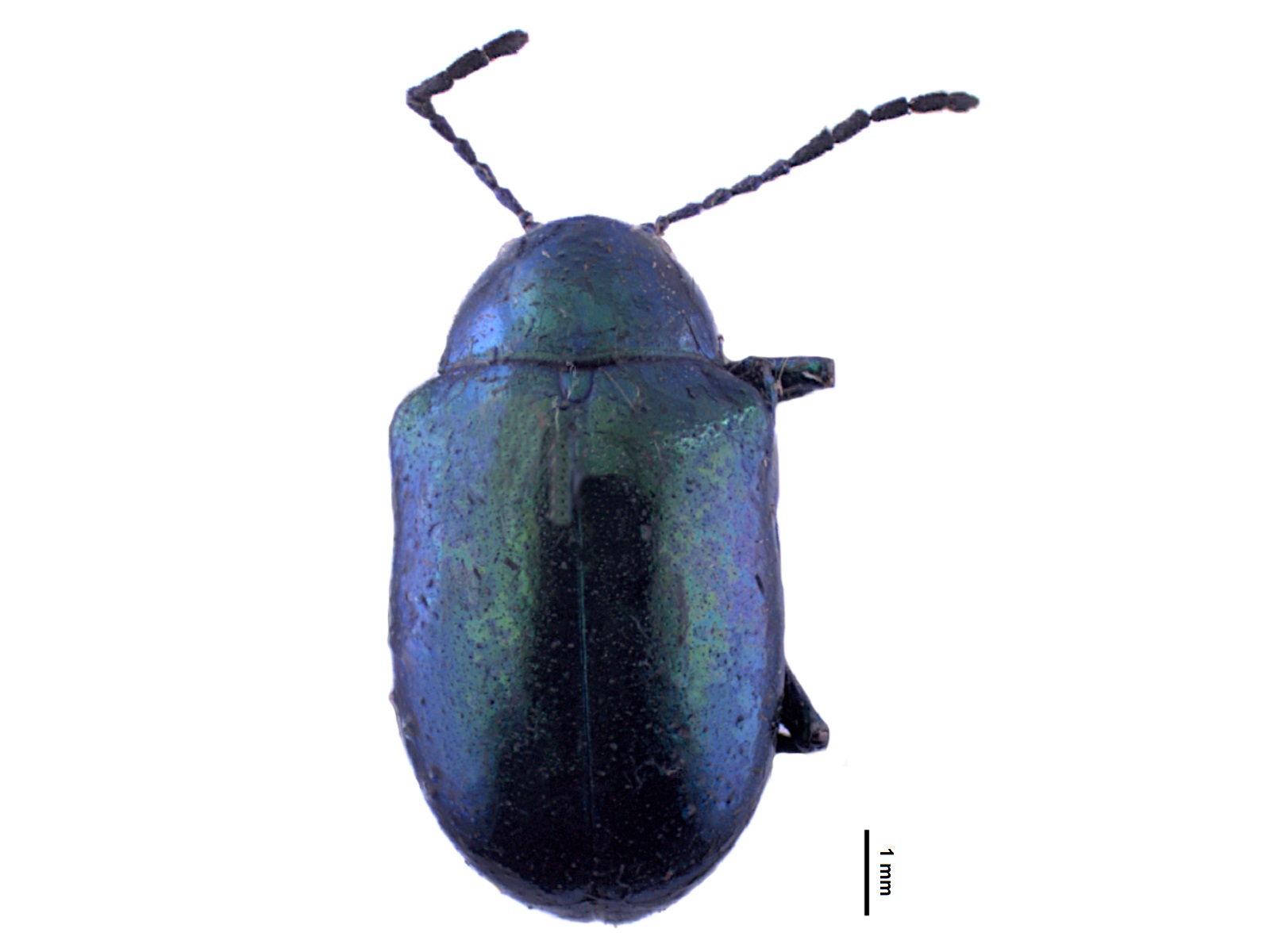 Eumolpus sp. 