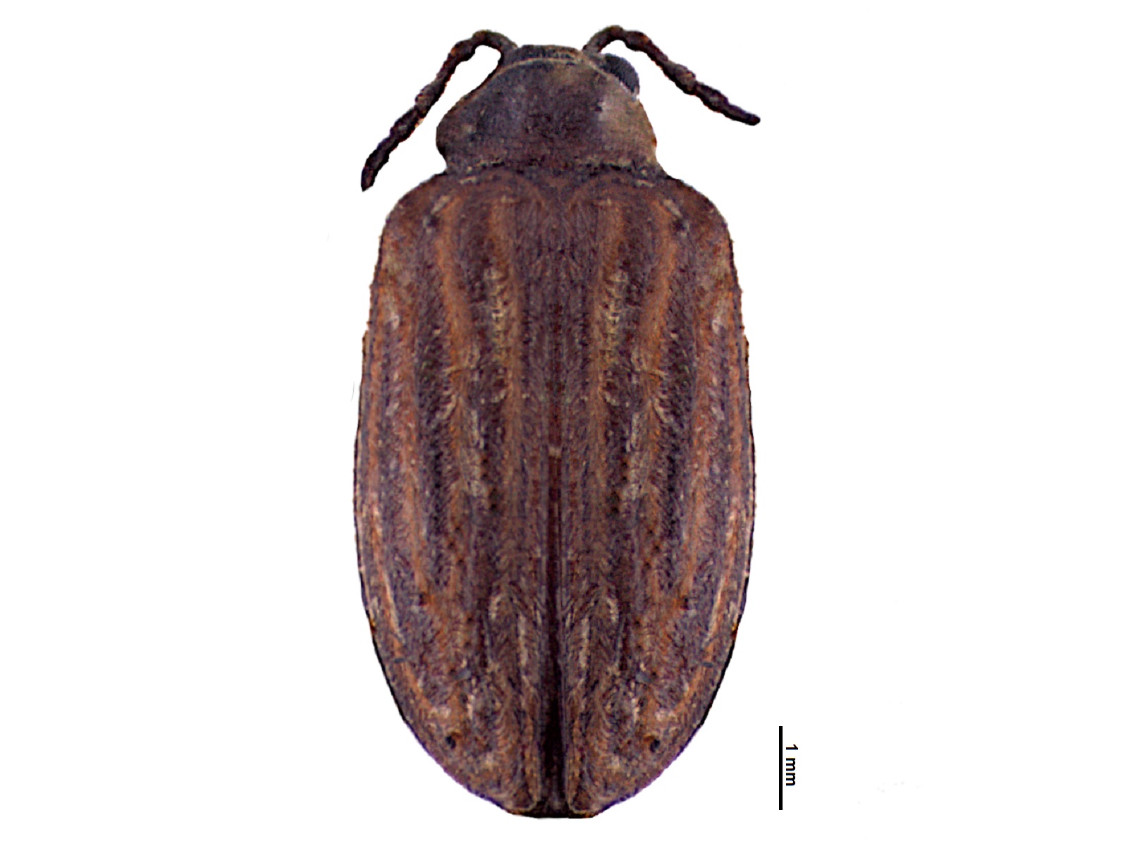 Homotyphus virgatus (Clark, 1860) 