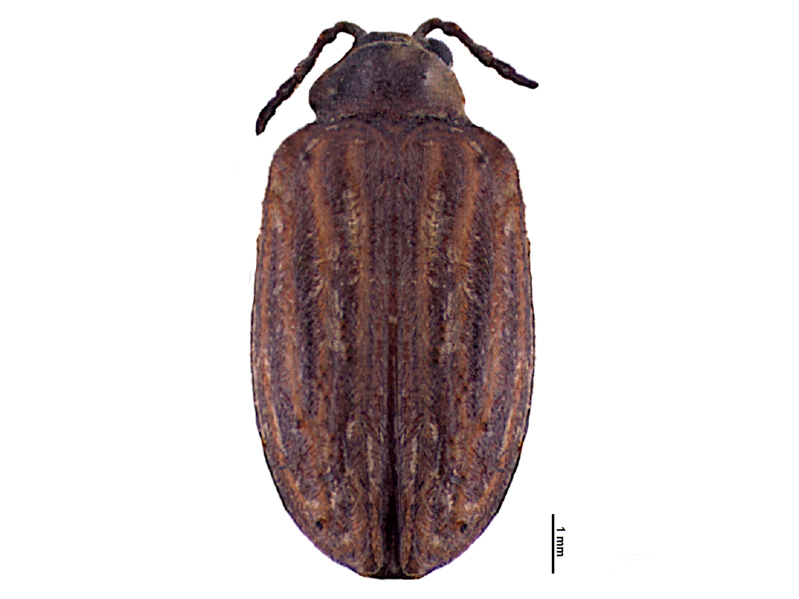 Homotyphus virgatus (Clark, 1860)