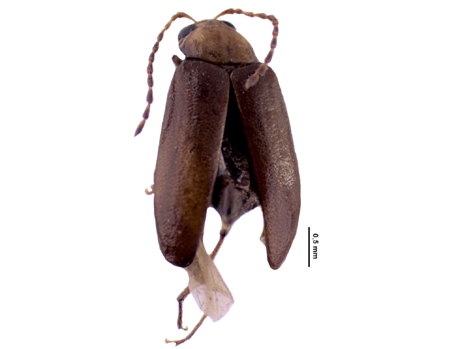 Luperodes brunneus (Crotch, 1873) 