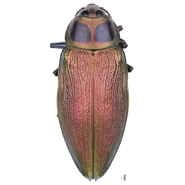 Euchroma Gigantea Alta