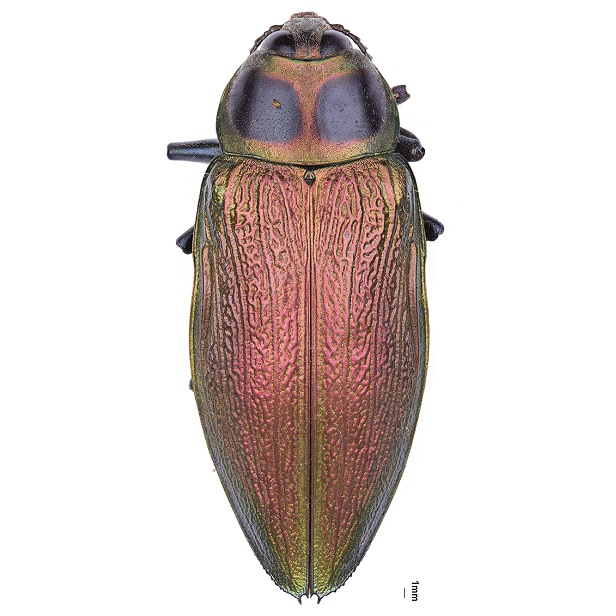 Euchroma Gigantea Alta