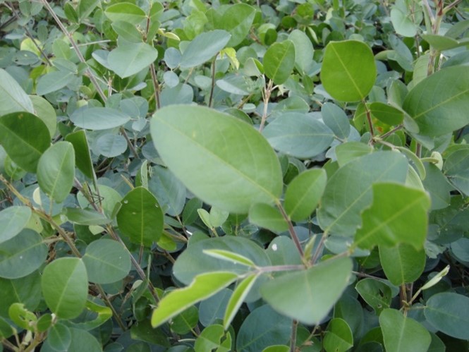 Recomendaciones de manejo de la leguminosa forrajera Desmodium heterocarpon cv. Maquenque en sistemas agropecuarios de Colombia