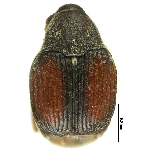 <p><em>Acanthoscelides</em></p>