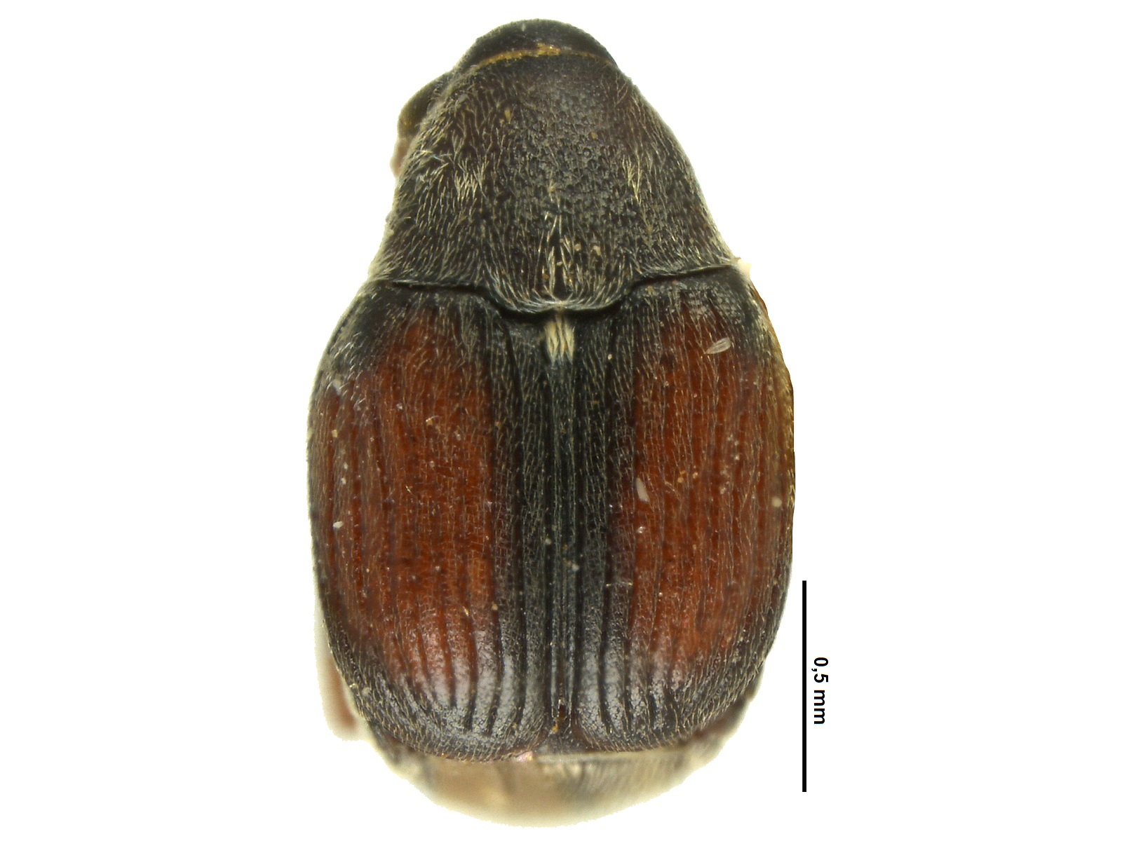 Acanthoscelides colombia Johnson, 1990