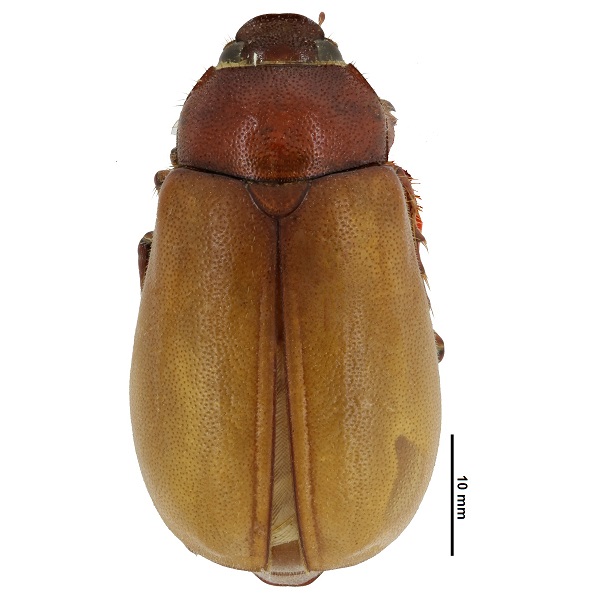 <p>Melolonthidae</p>