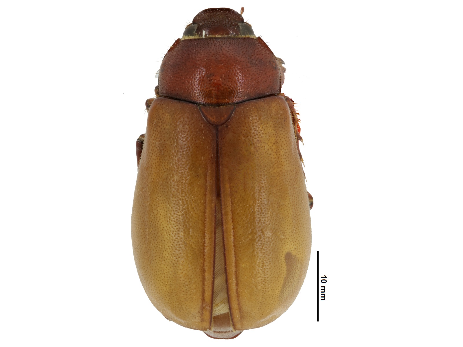 Phyllophaga calculisternis Saylor, 1942