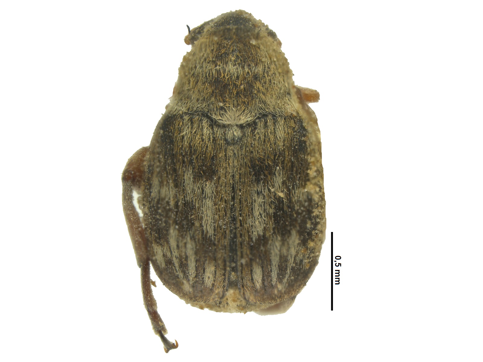 Acanthoscelides darlingtoni Johnson, 1990 