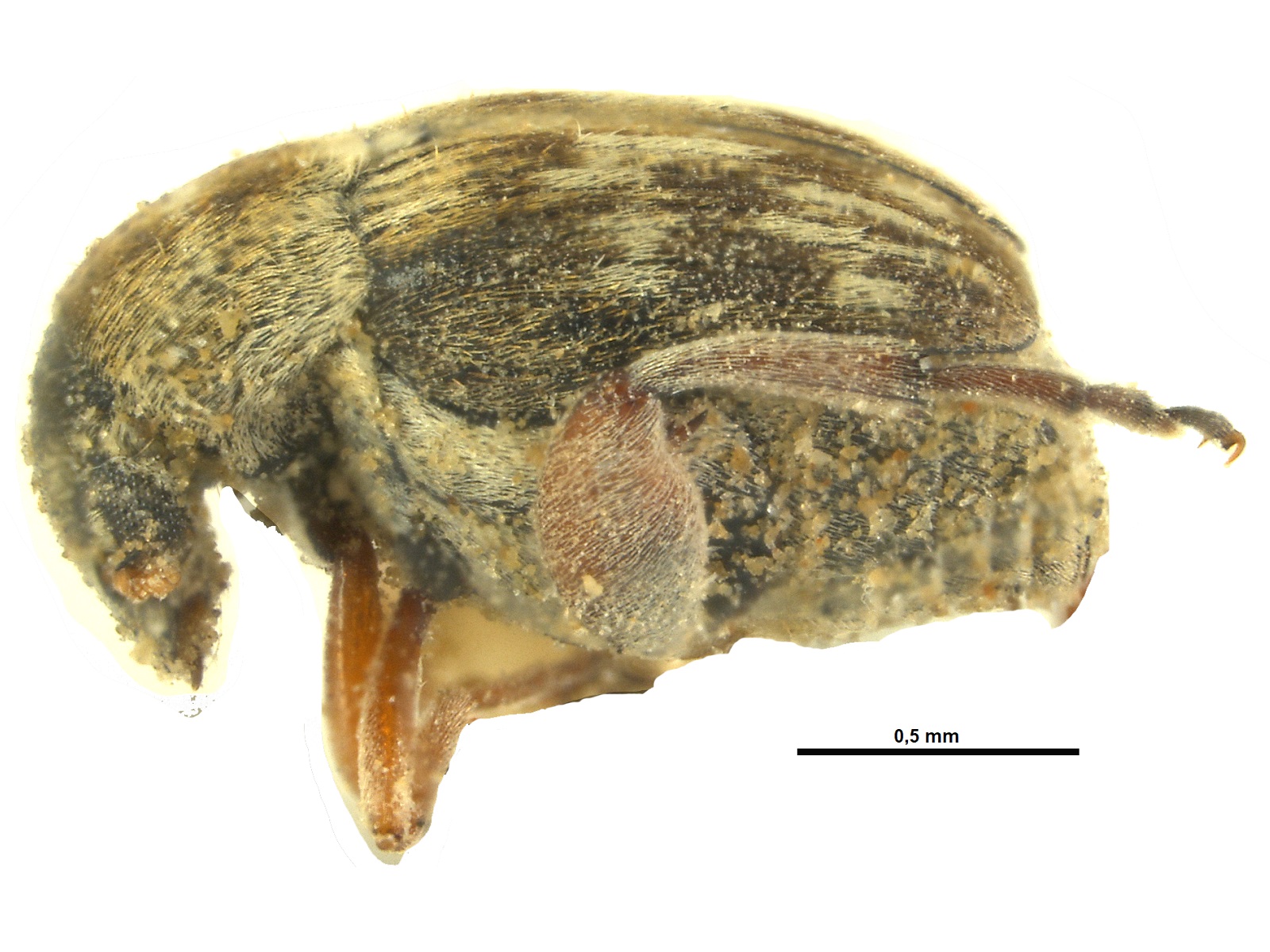 Acanthoscelides darlingtoni Johnson, 1990