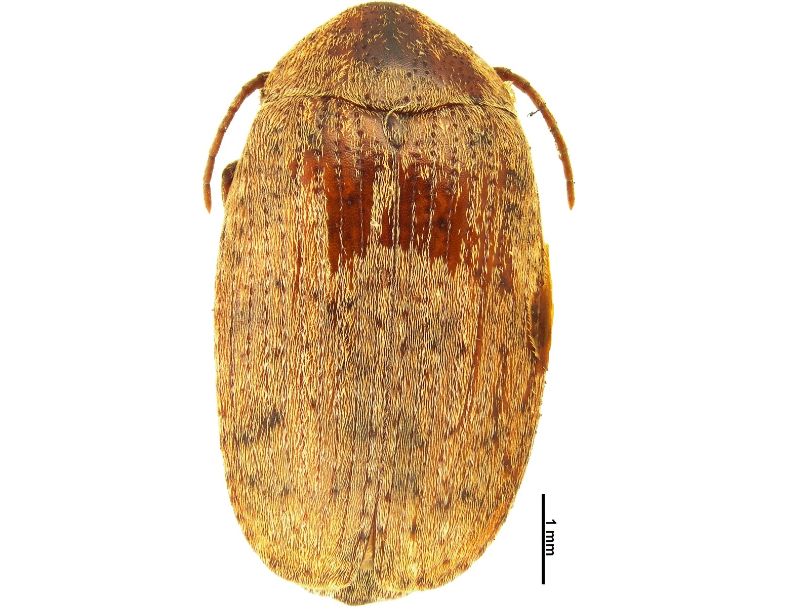 Amblycerus acapulcensis Kingsolver, 1975 