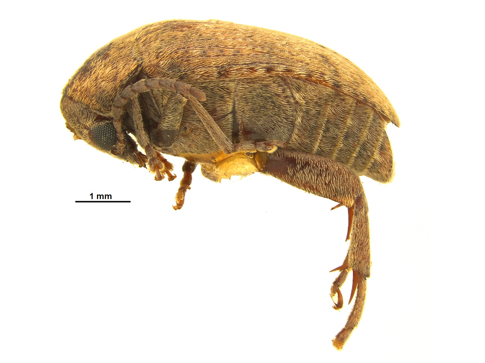 Amblycerus acapulcensis Kingsolver, 1975