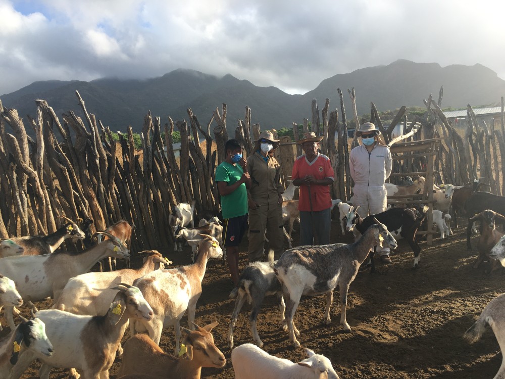 AGROSAVIA realiza monitoreo sanitario en ovinos y caprinos en comunidad indígena Wayuu en la Alta Guajira