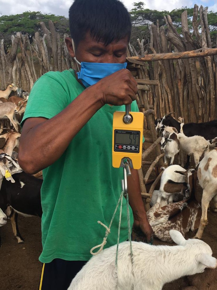 GUAJIRA Pesaje Crias AGROSAVIA