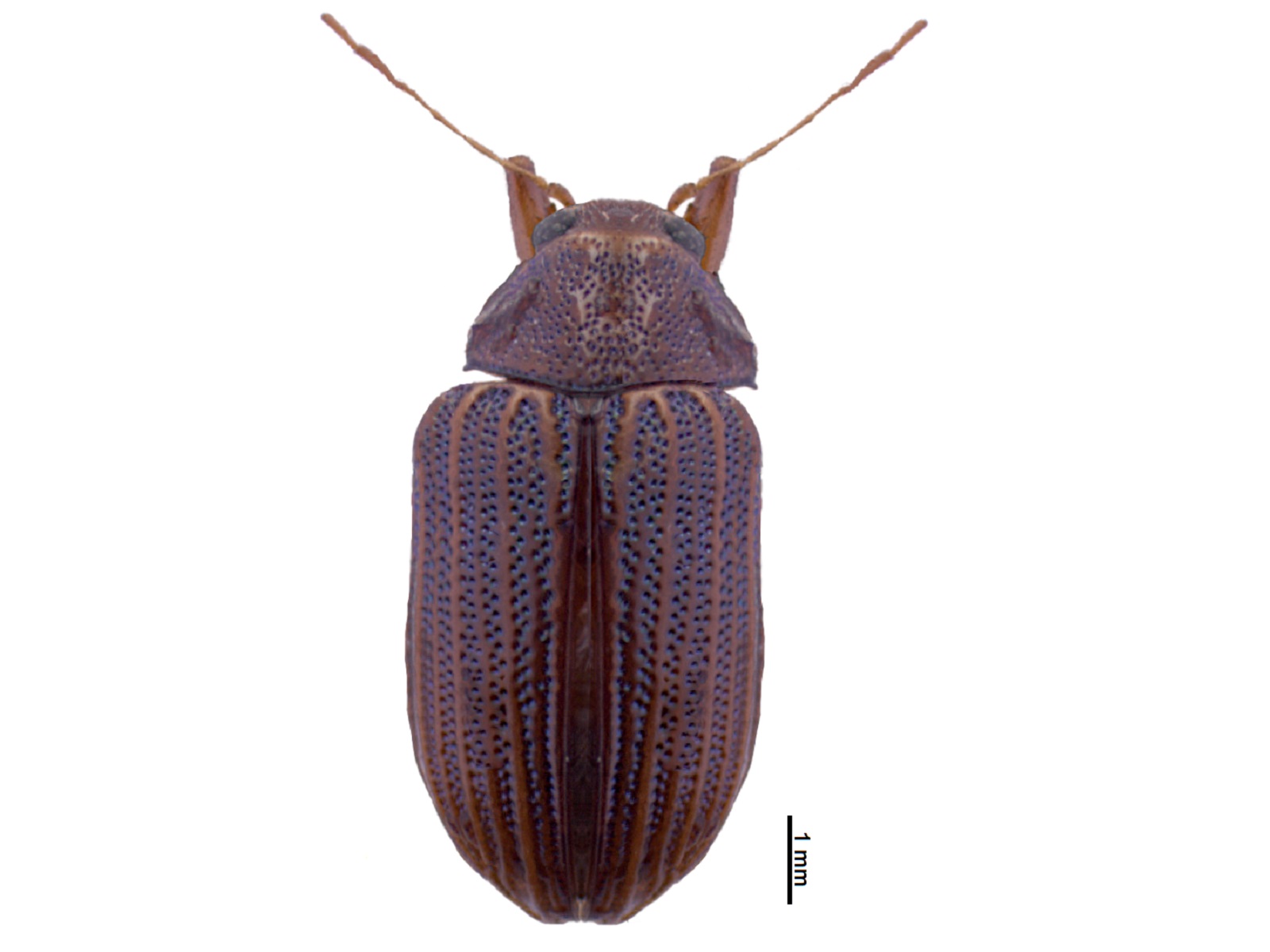 Maecolaspis spp. 
