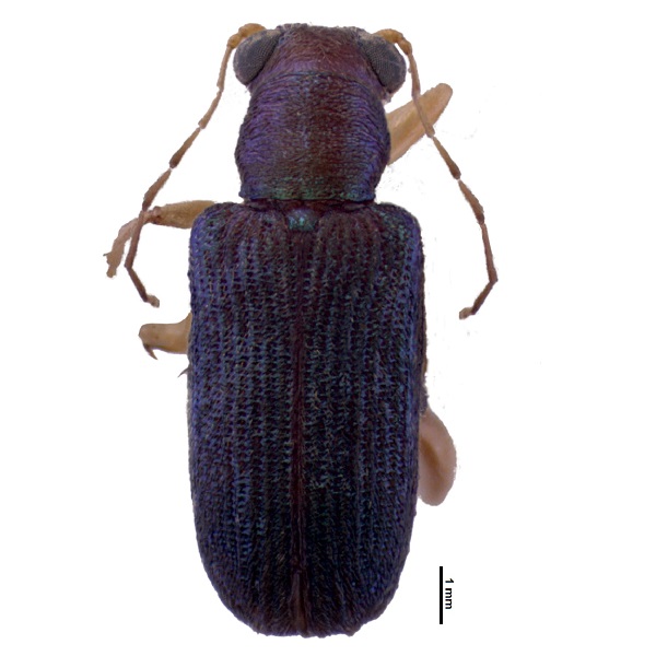 Megascelis spp. 