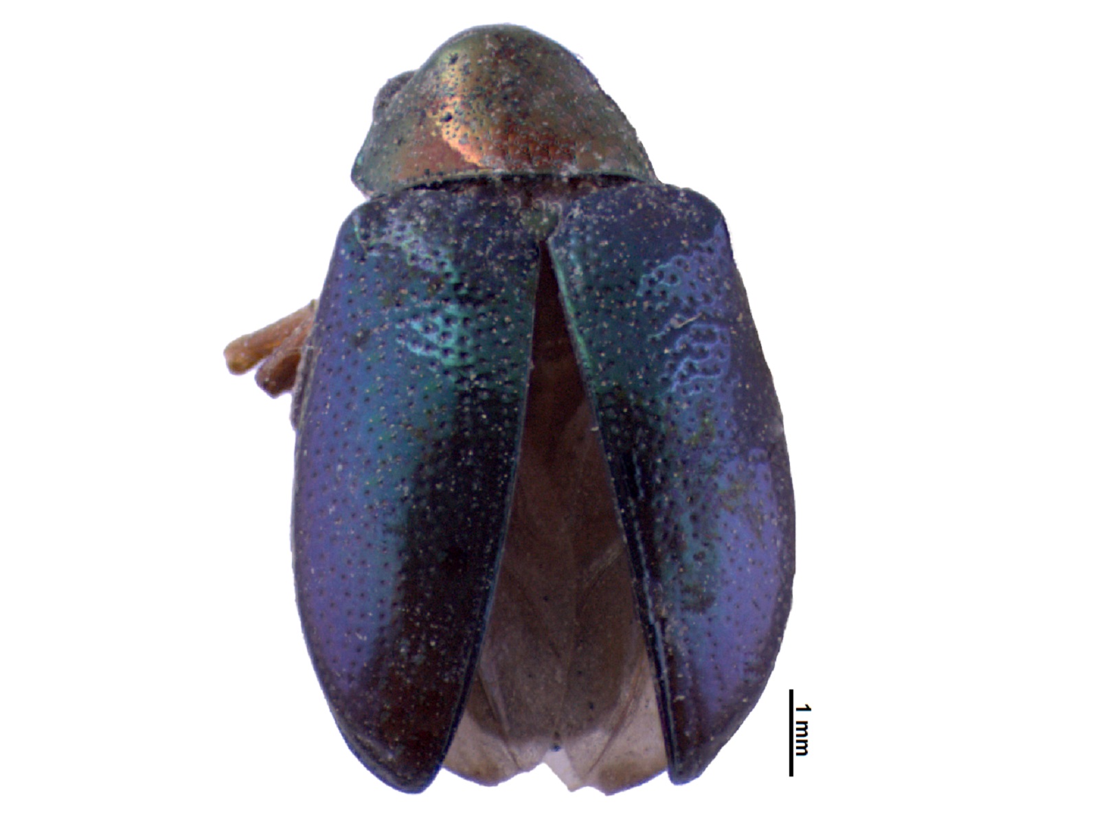 Ledesmodina spp. 