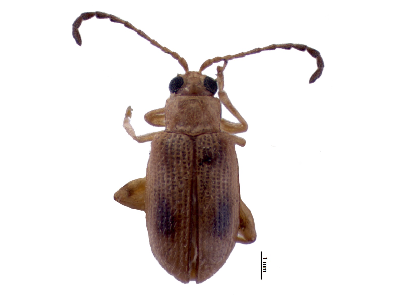 Leptophysa sp.