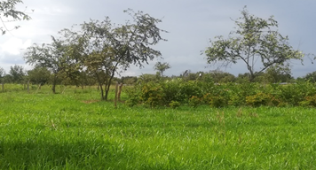 Sistemas silvopastoriles multipropósito (SSPM), de baja intensidad y menor costo para zonas secas del Tolima, Huila y Caquetá