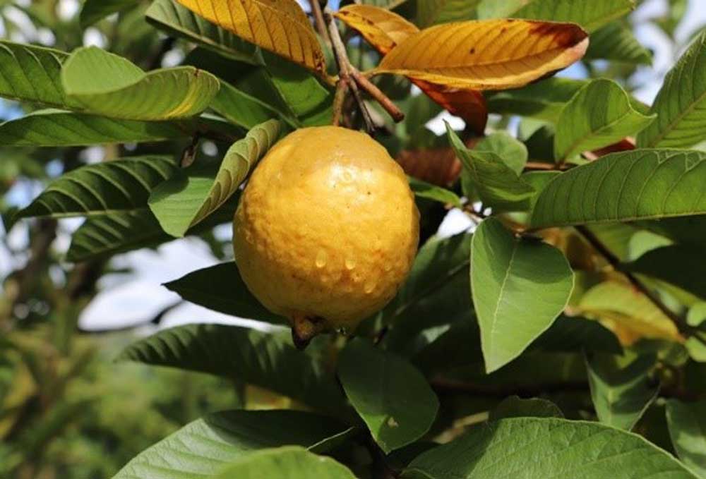 Herramientas para mejorar productividad y sostenibilidad de la guayaba
