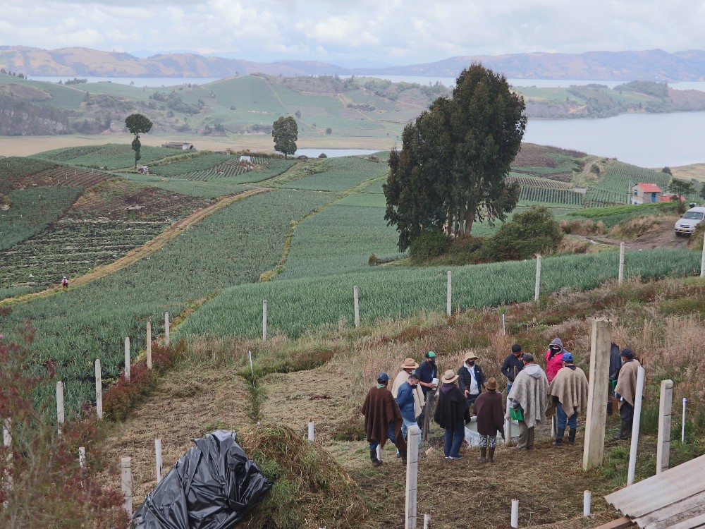 Proyecto De Reconversión Tecnológica Del Cultivo De Cebolla3 AGROSAVIA