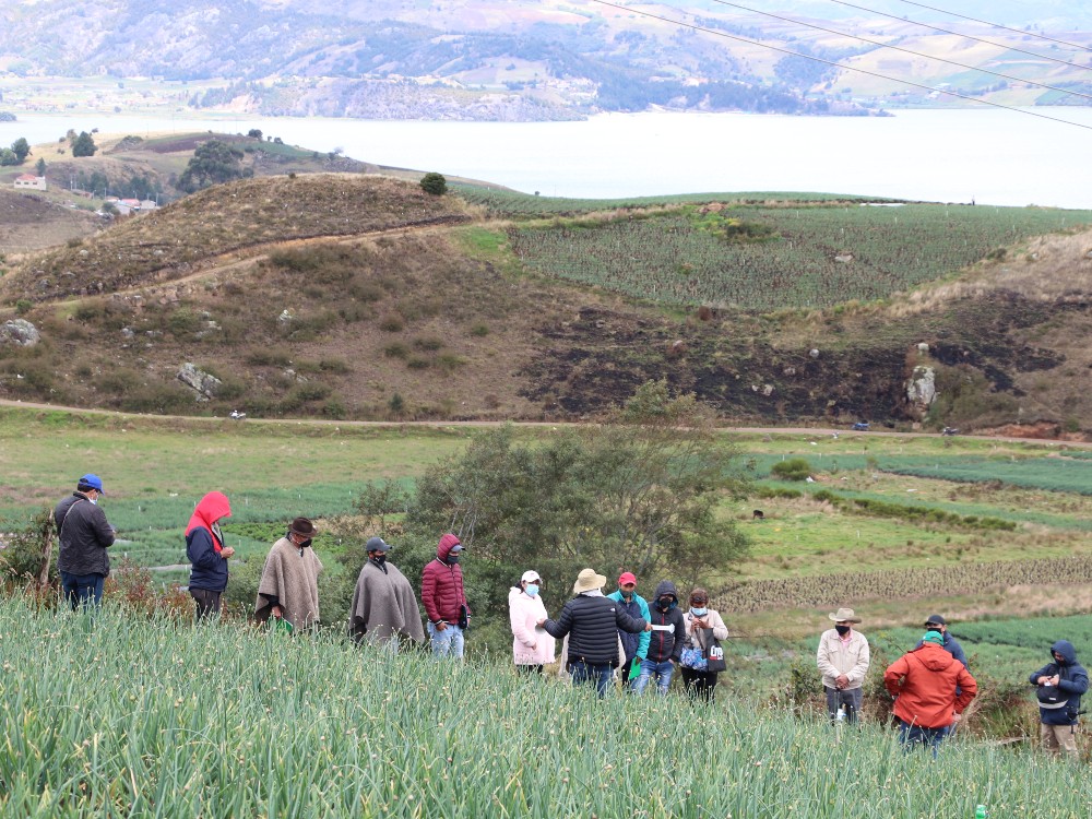 Proyecto De Reconversión Tecnológica Del Cultivo De Cebolla4 AGROSAVIA