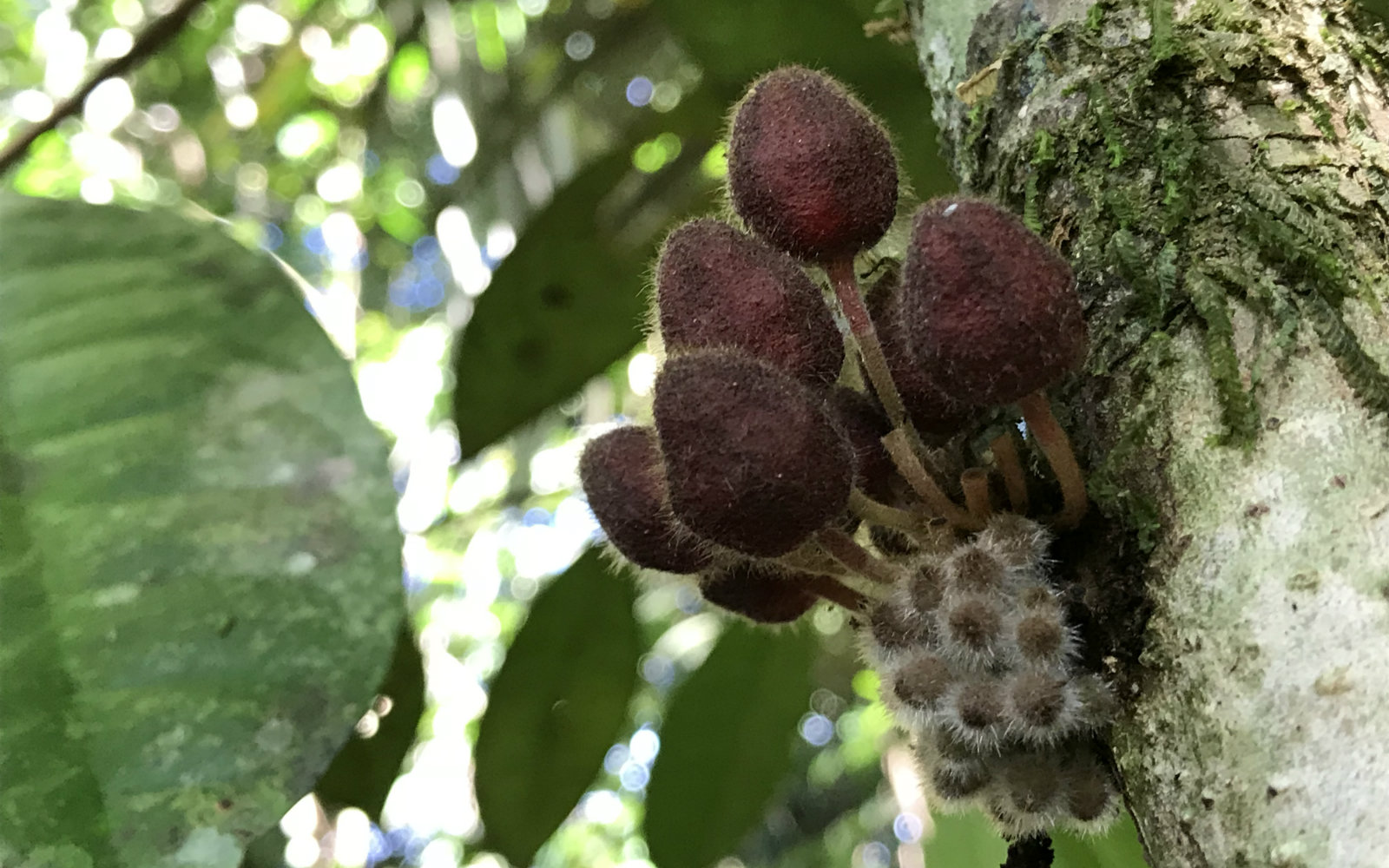 Inició Expedición Cacao Bio 2018 en Caquetá y Putumayo