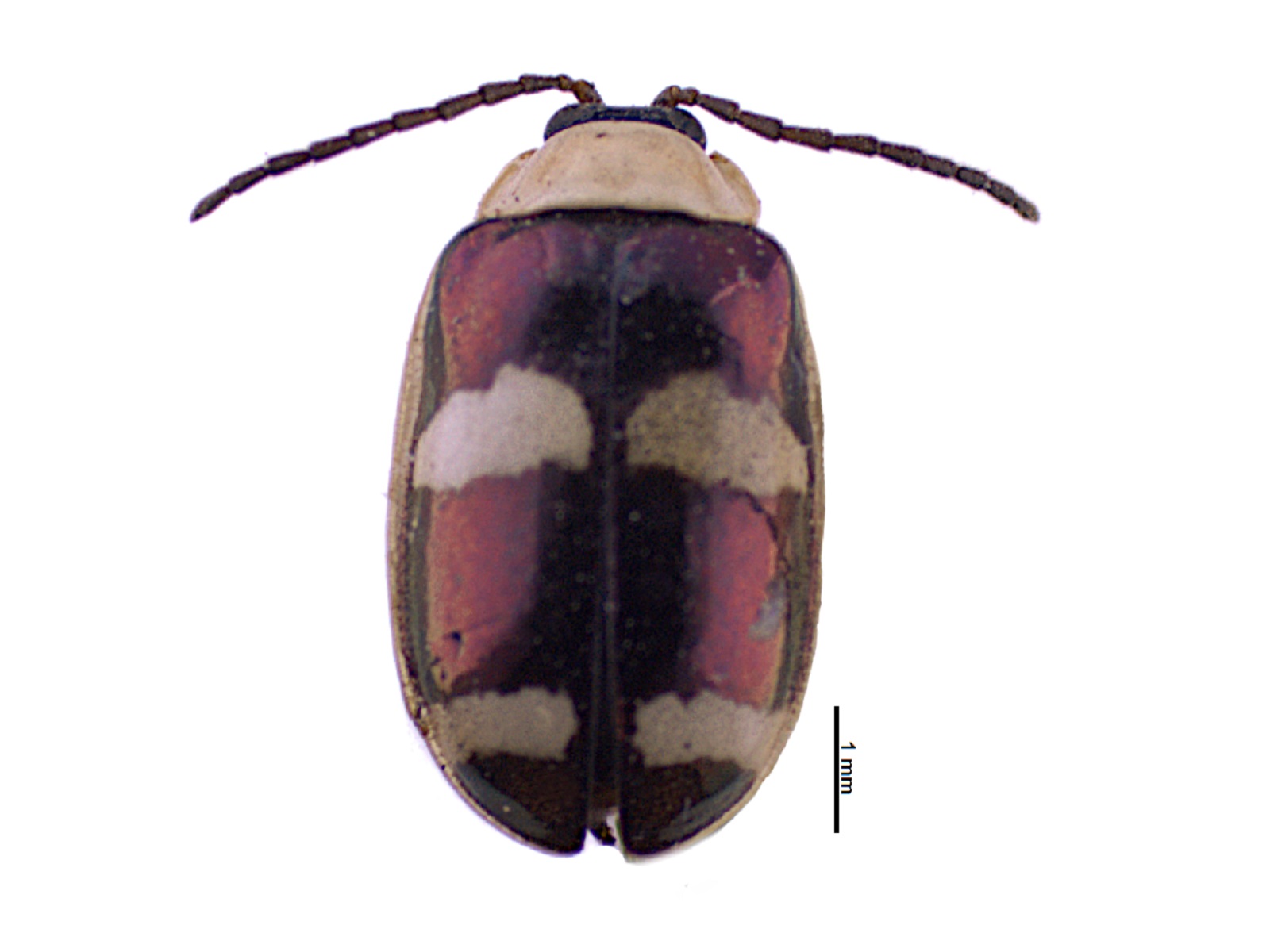 Omophoita elegantissima Schauf, 1874