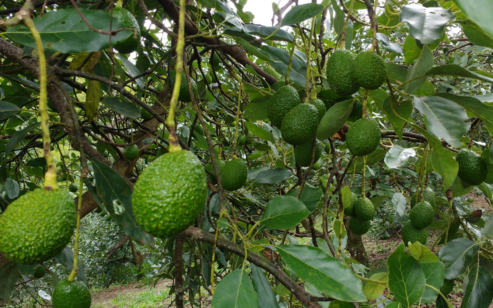 Dinero de regalías se invertirá en proyecto de investigación en Hass en el Cauca