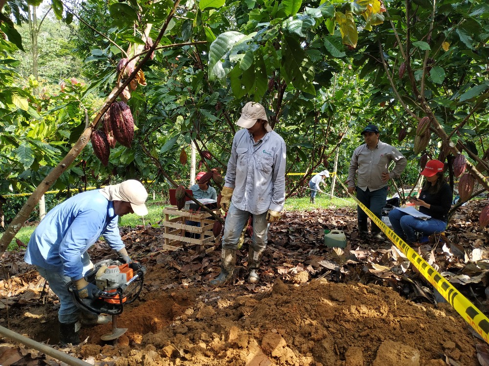 Distribución de cadmio en suelos, hojarasca y granos de cacao en Antioquia