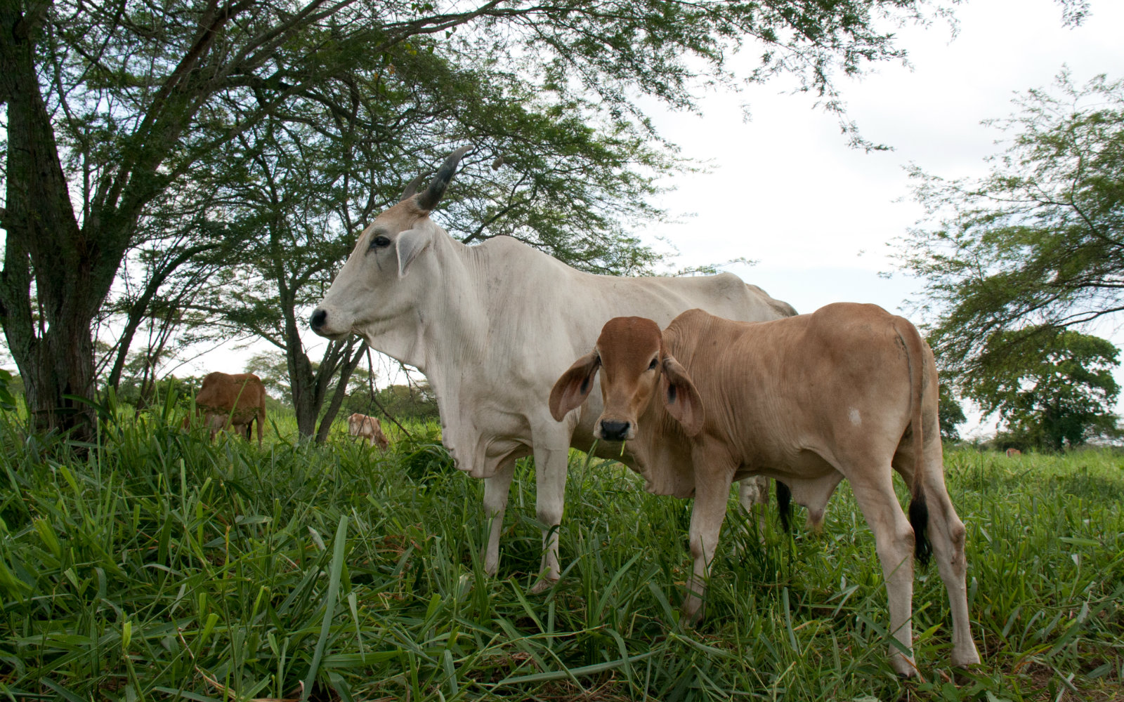 Uno de los pocos desarrollos en el mundo de controladores biológicos para parásitos en rumiantes se está cocinando en AGROSAVIA