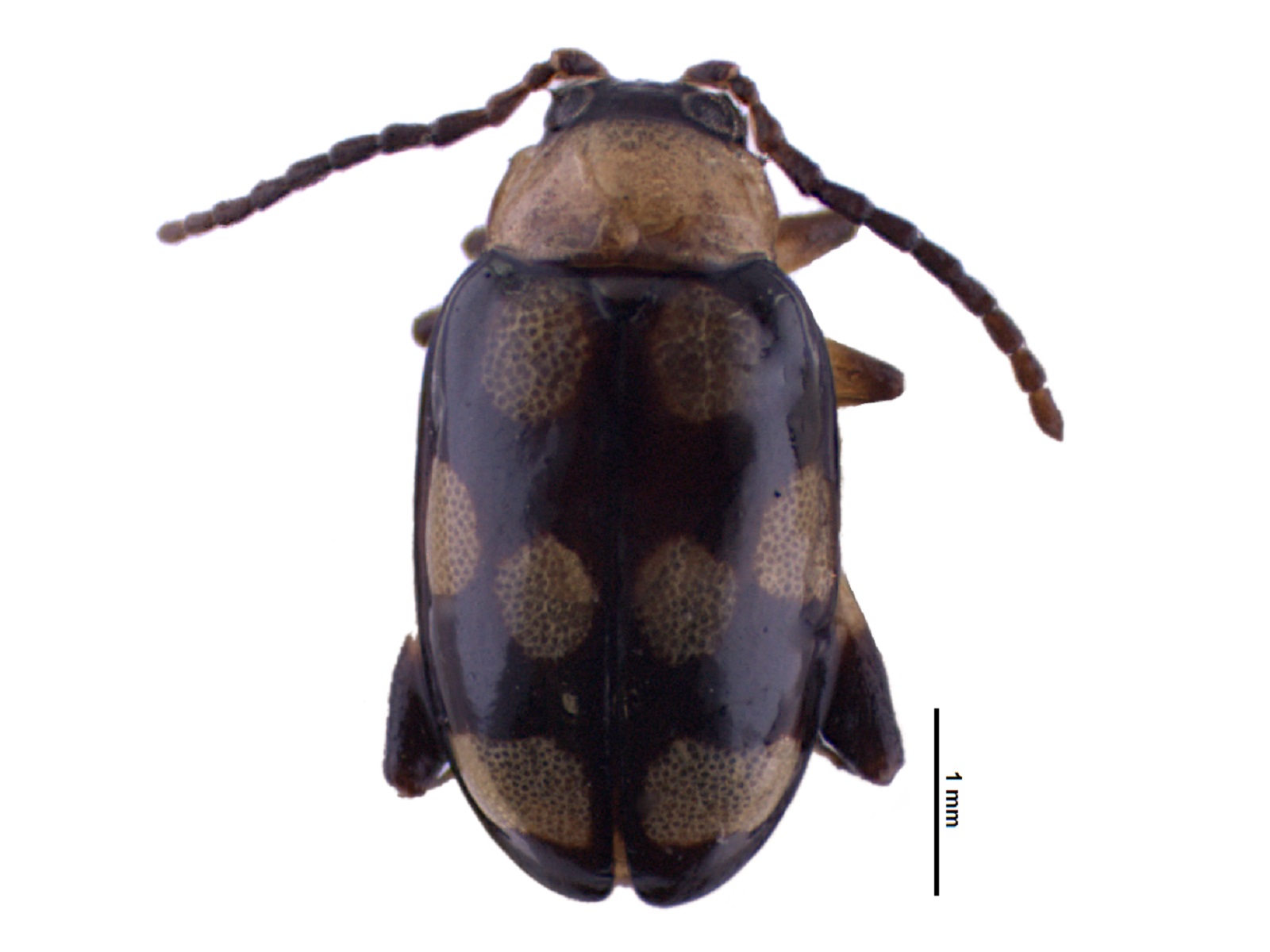 Phenrica austriaca (Schaufuss, 1874)