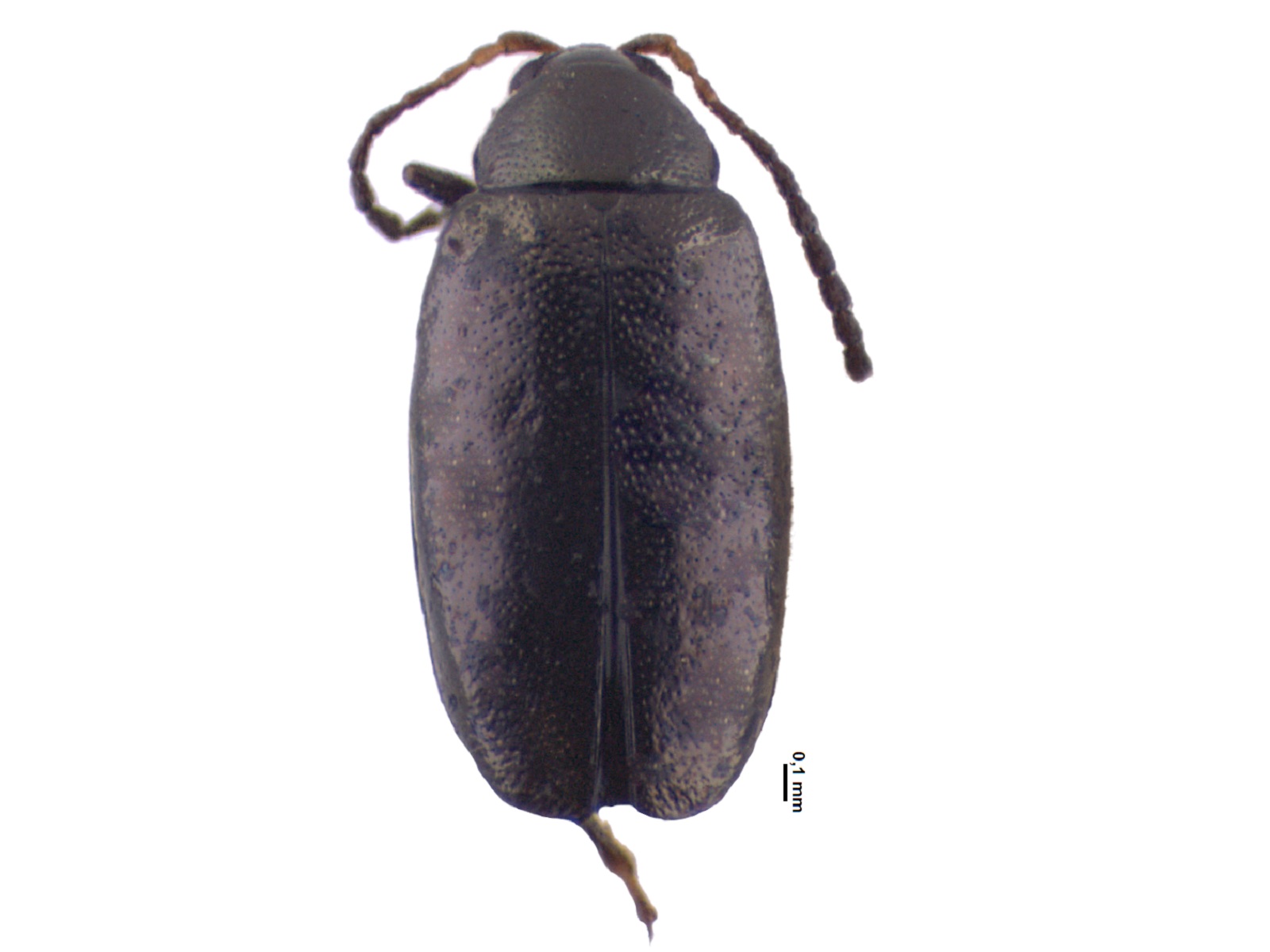 Phyllotreta aemula Harold, 1876