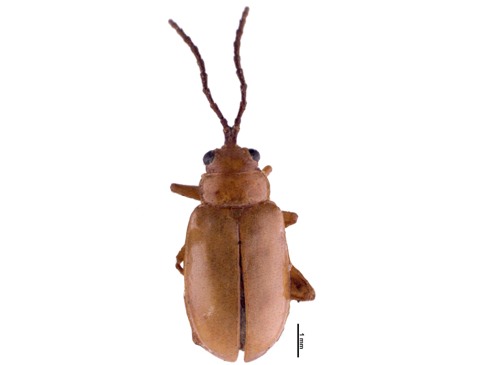 Phyllotrupes acutangulus Chevrolat, 1834 