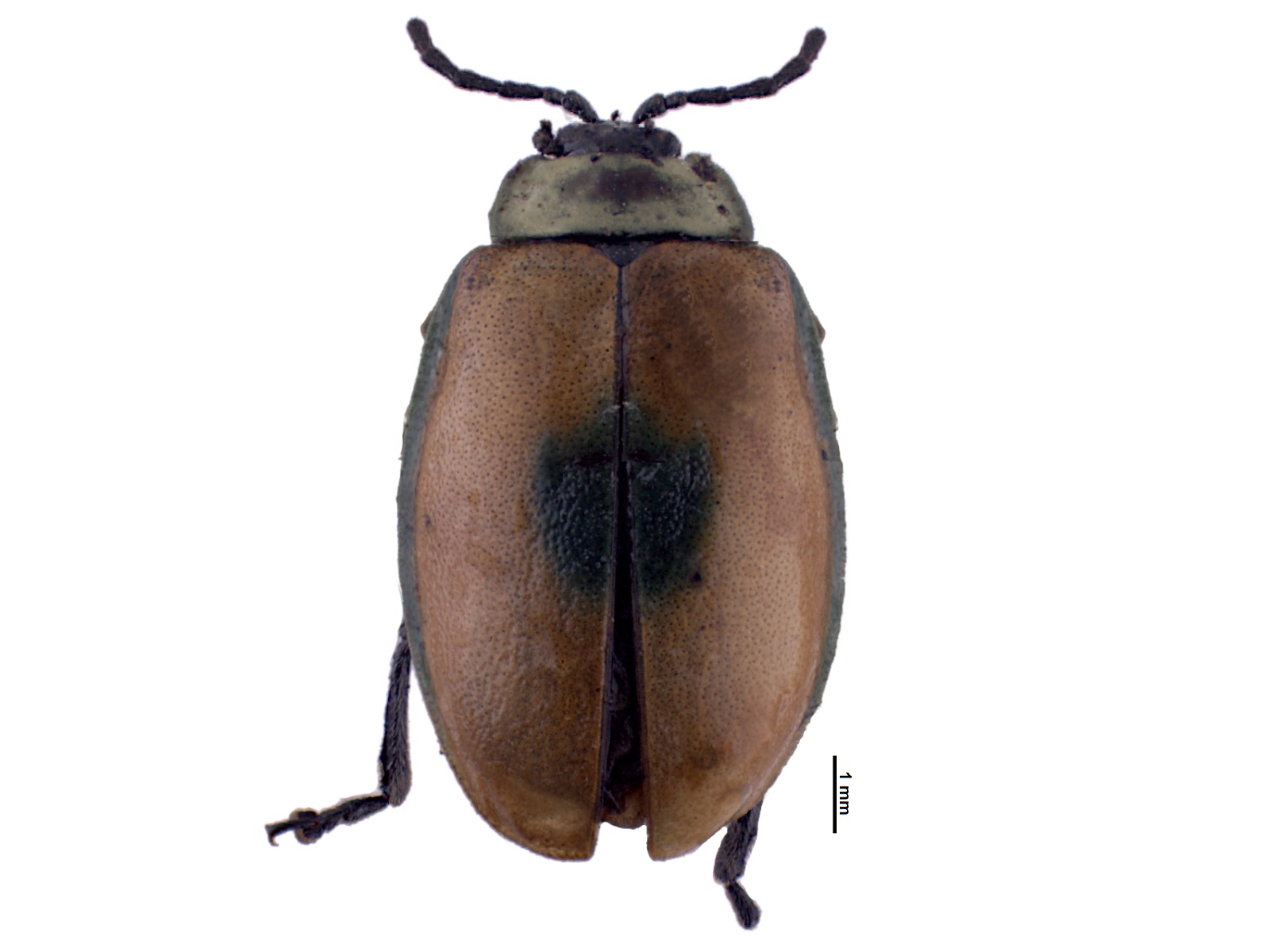 Rhynchasphaera spp. 