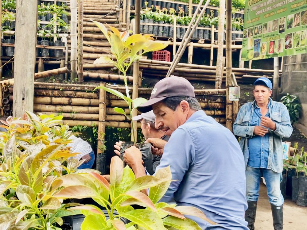 Plan Semilla Aguacate Herveo9 AGROSAVIA