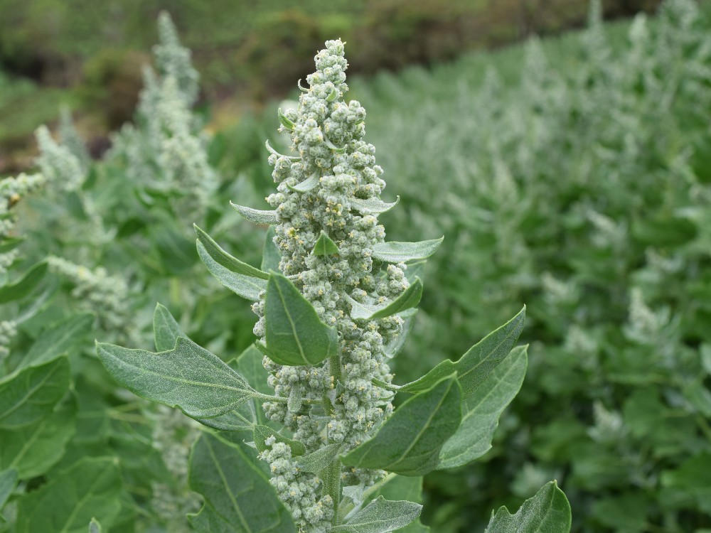 Gira Cauca Quinua AGROSAVIA