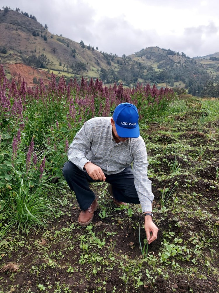 Gira Cauca Quinua TLHC AGROSAVIA