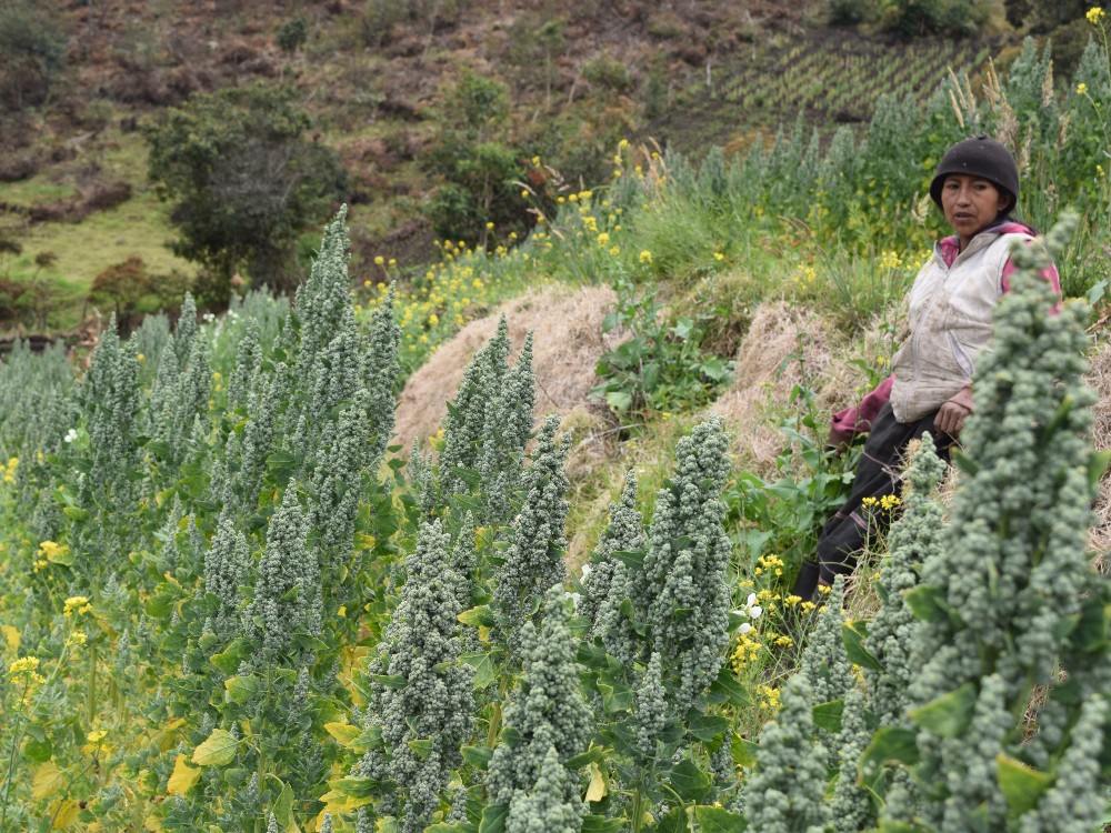 AGROSAVIA y Gobernación del Cauca aúnan esfuerzos para beneficiar a quinueros