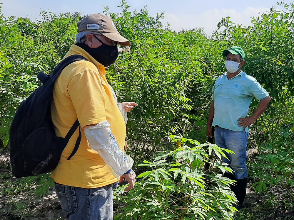 Atlántico y Magdalena producirán semilla de calidad de fríjol guandul