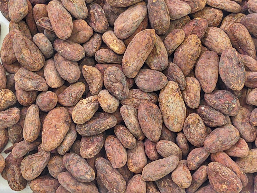 AGROSAVIA y FEDECACAO publican “la primera revisión nacional de cadmio en suelos agrícolas de cacao en Colombia”