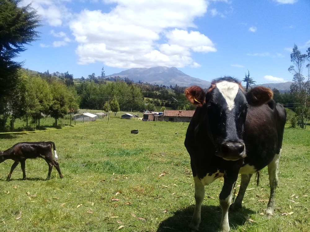 Adoptabilidad de tecnologías del modelo Neozelandés en el trópico alto nariñense