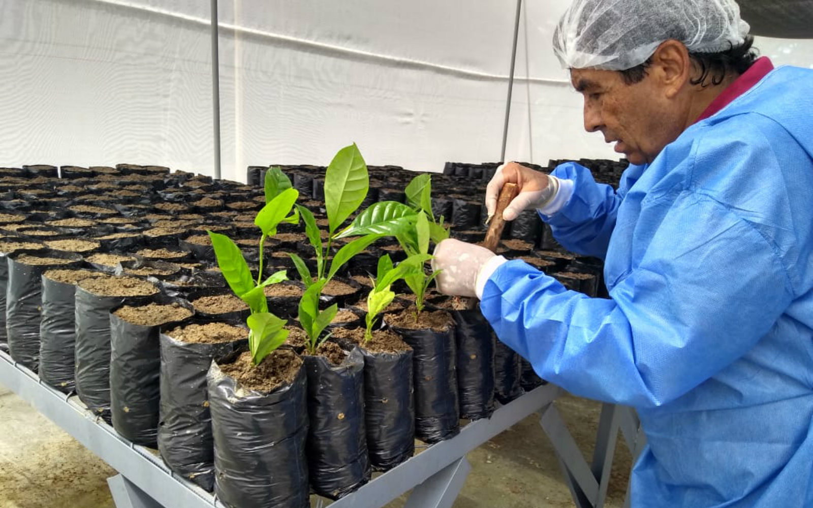 AGROSAVIA lidera la evaluación para el ingreso de una nueva especie de café al país