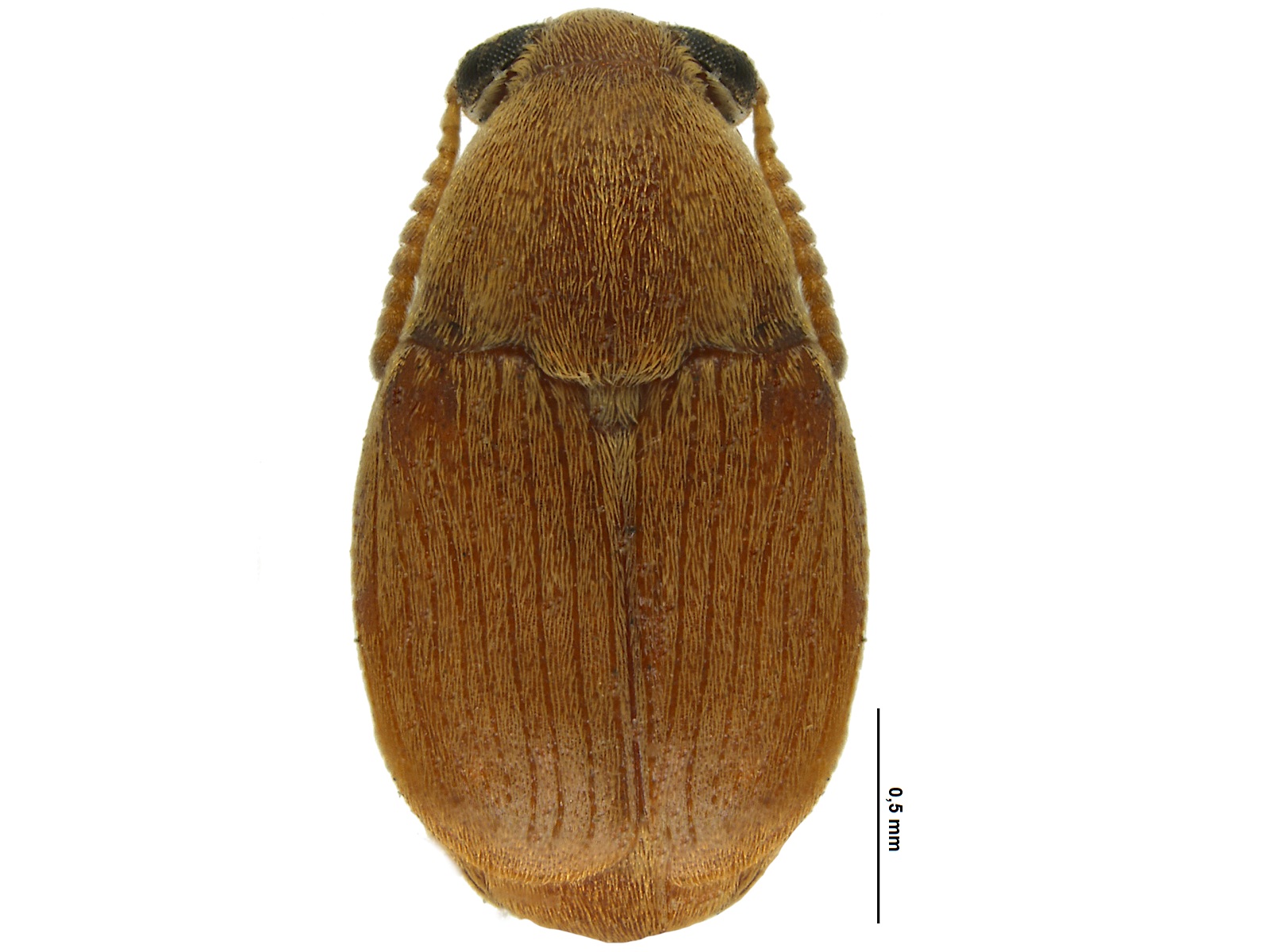 Acanthoscelides equivocada Johnson, 1990 