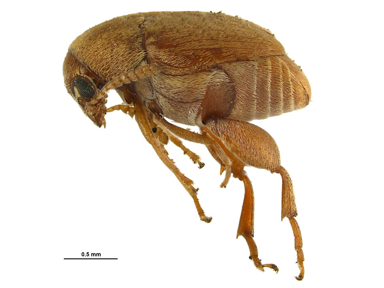 Acanthoscelides equivocada Johnson, 1990