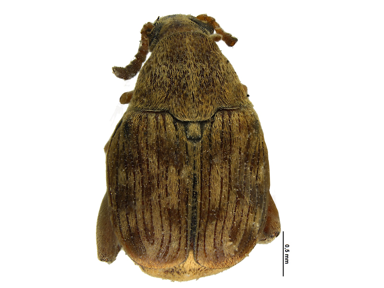 Acanthoscelides ingeborgae Johnson, 1990 