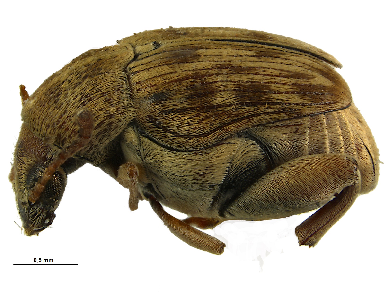 Acanthoscelides ingeborgae Johnson, 1990