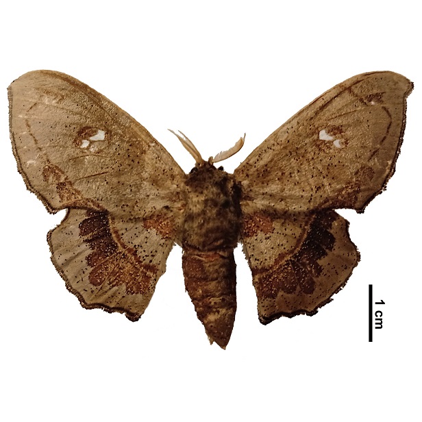 Mimallonidae 616X616